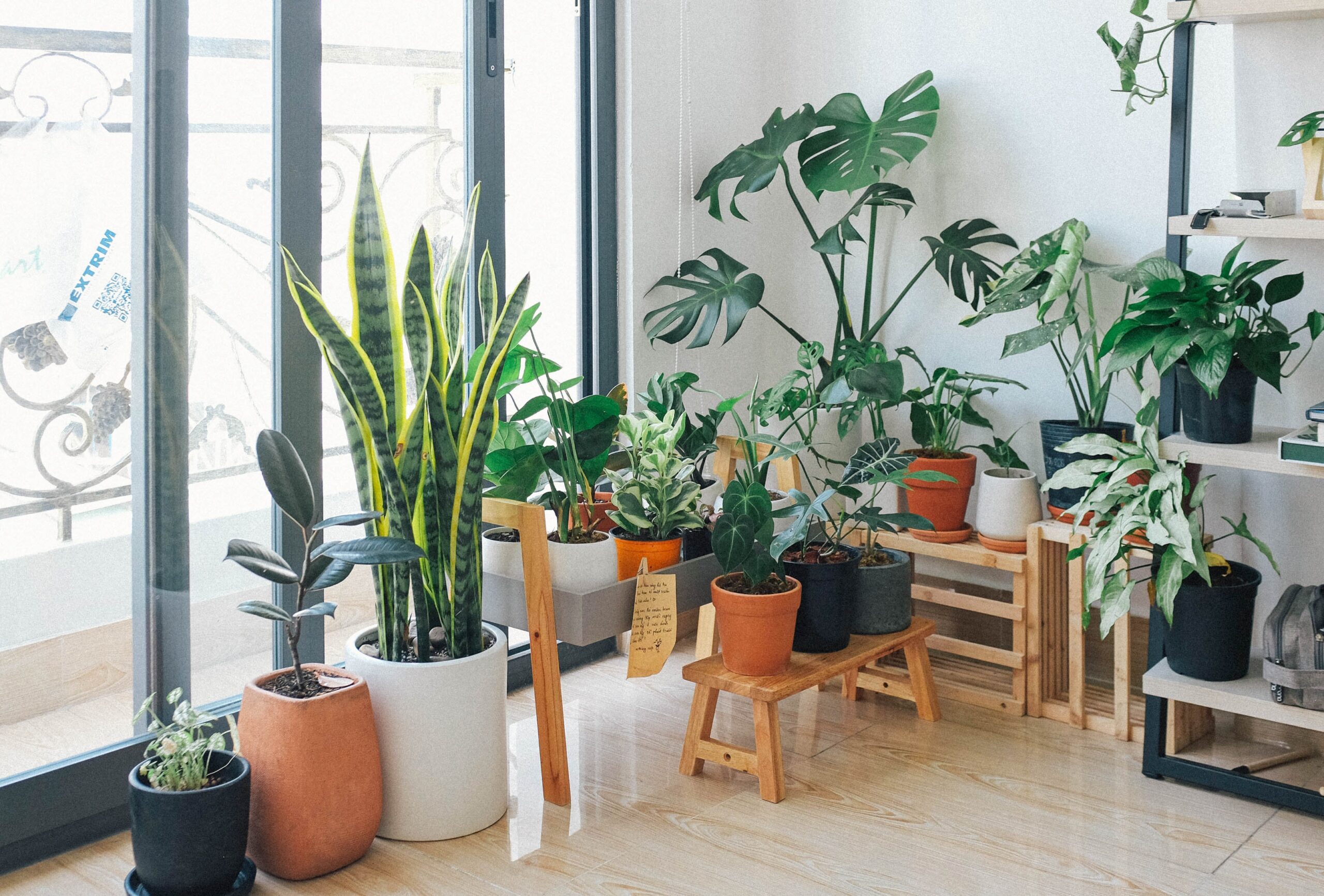 A variety of house plants sit in front of a window letting in bright light