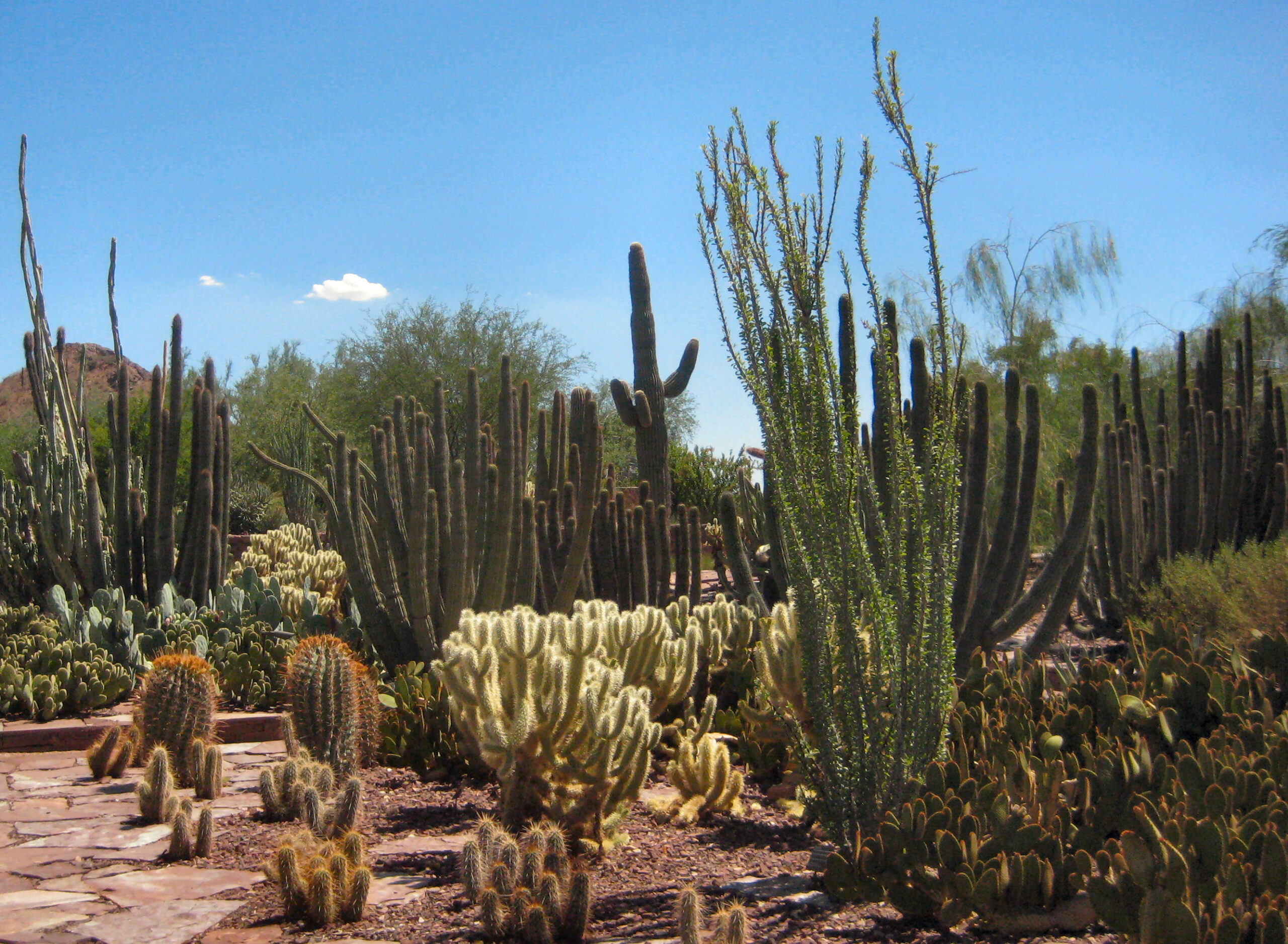 Unearthing the Desert’s Splendor at the Desert Botanical Garden