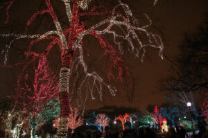 Trees are illuminated with vibrant colors at The Lincoln Park ZooLights experience