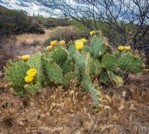 A prickly pear cactus in bloom at the McDowell Mountain Preserve, Photo by CEBImagery flickr