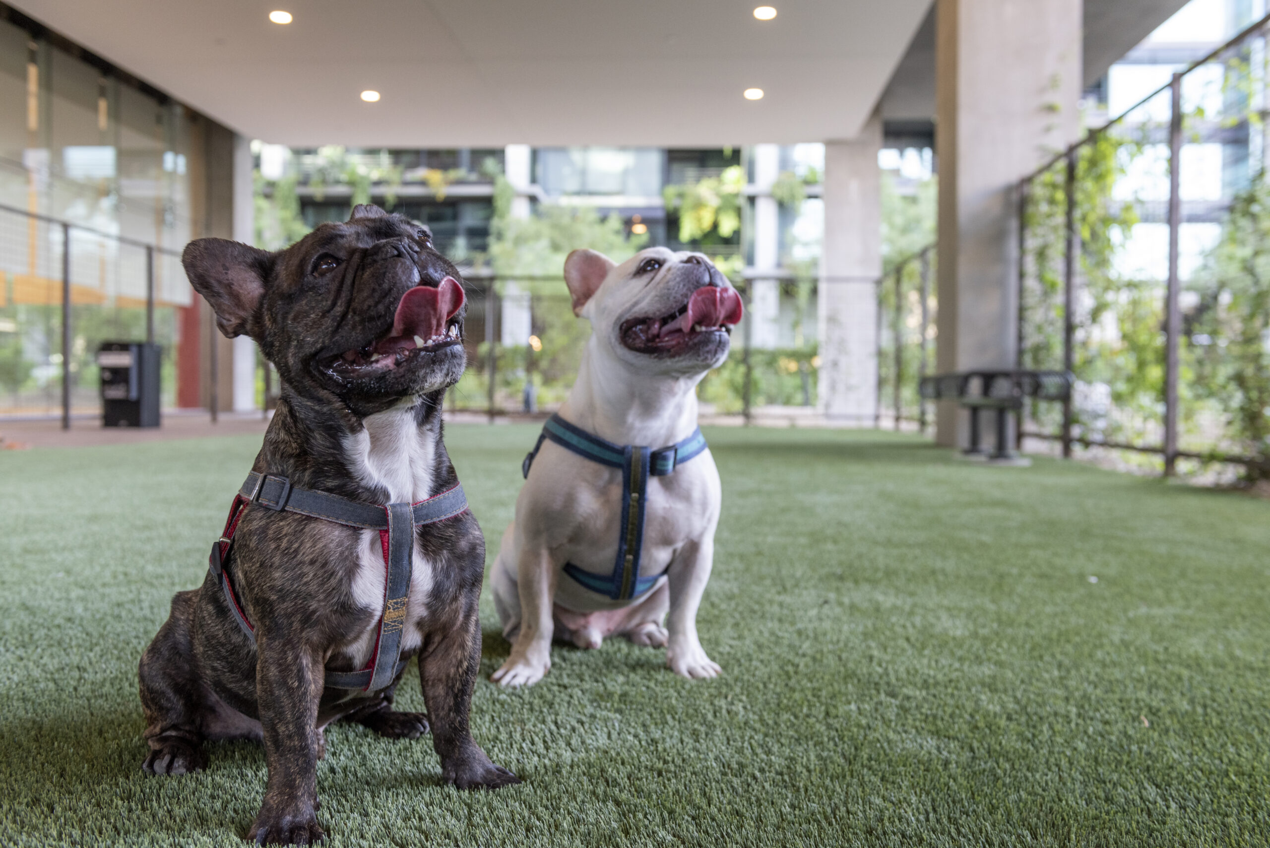 Optima Kierland Apartments Pet Park